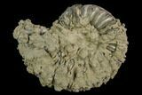 Pyrite Encrusted Ammonite (Pleuroceras) Fossil - Germany #125403-1